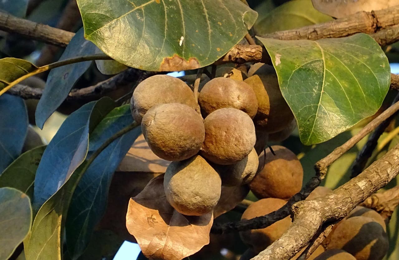 Dozrievajúce plody Terminalia bellirica (bibhítakí) na strome – jeden z troch plodov, z ktorých sa trifala pripravuje.