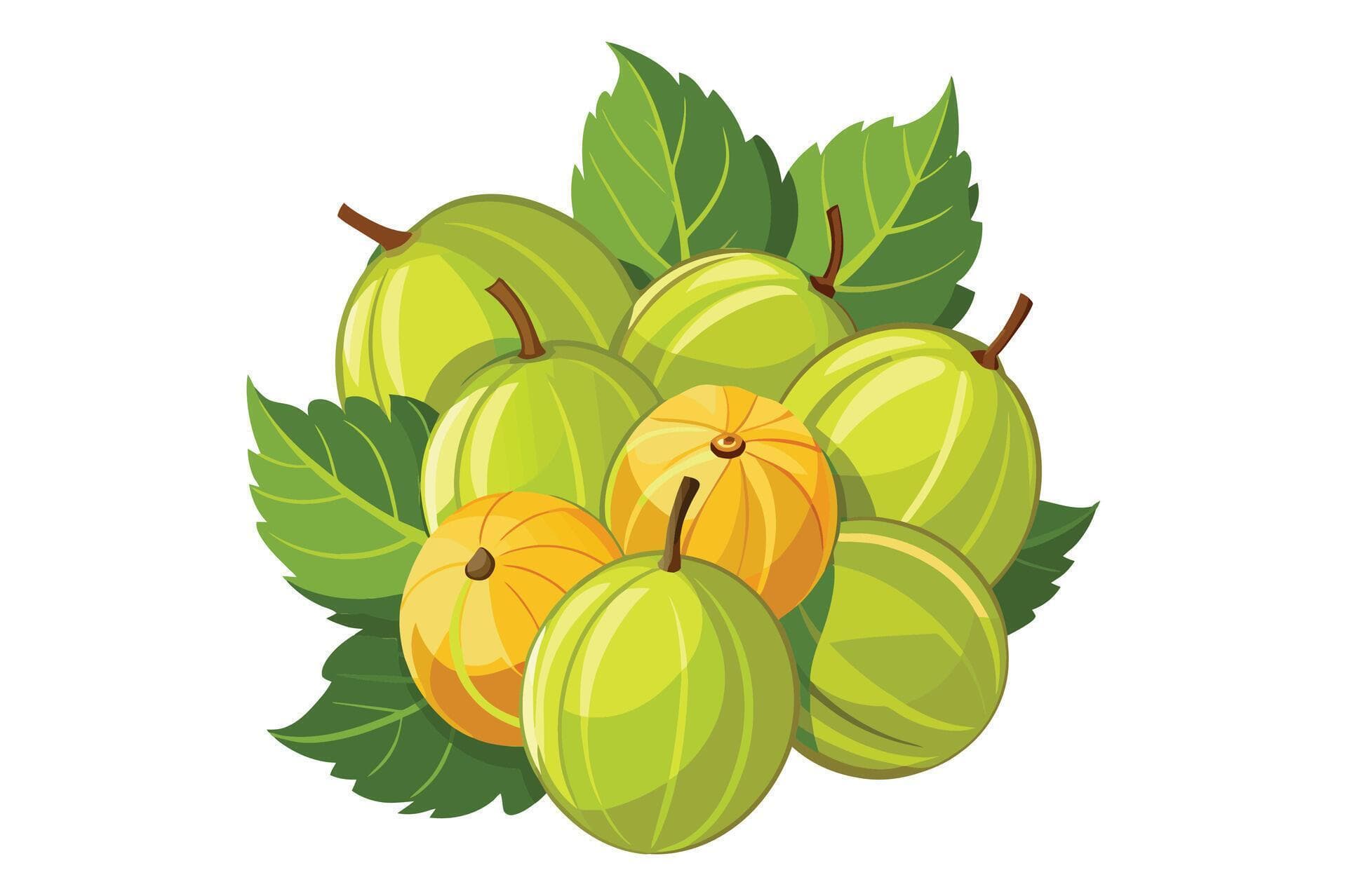 Coriander vector hand drawn illustration. Isolated spice object.