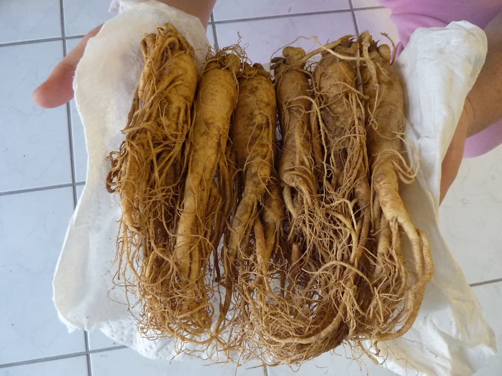 Several fresh ginseng roots with fine rootlets, held in a cloth in both hands.