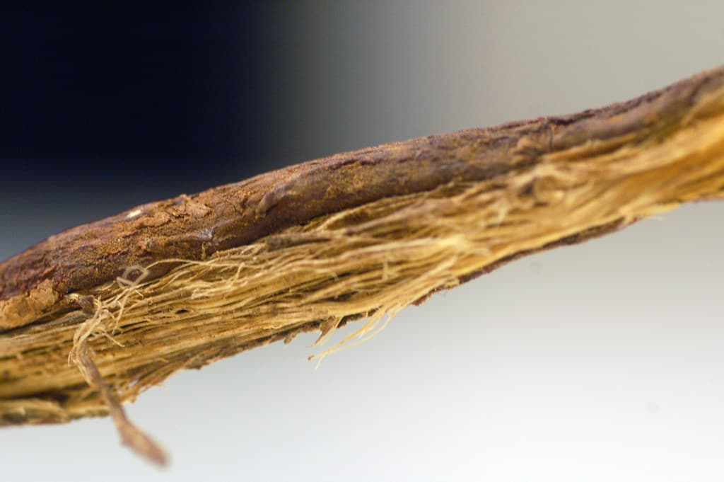 licorice root
